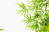 Fototapeta Sypialnia - green leaf bamboo isolate on white background
