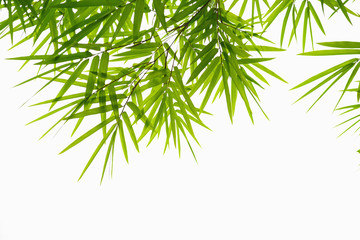 green leaf bamboo isolate on white background