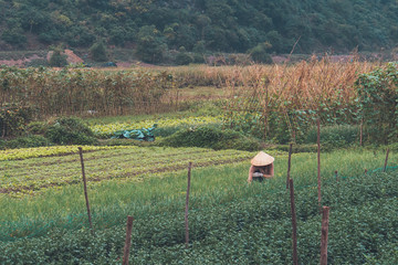 A woman works on a plant plantation. Heavy manual processing of the earth. Vietnam. Cat Ba island