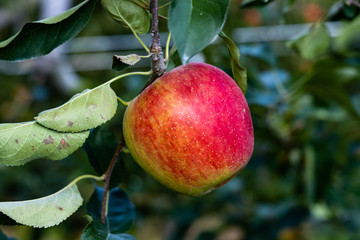 Wall Mural - apple tree