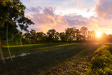 Fototapeta Natura - little field and sunset sky in golden hours.