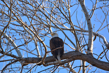 close up of amature bald eagle perched in a cottonewood tree