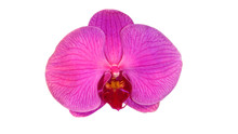 Pink Moth Orchid Phalaenopsis Flower Isolated On White Background