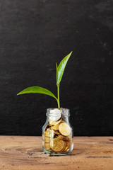 Wall Mural - Website banner of golden coins in a glass jar with plant on wooden table