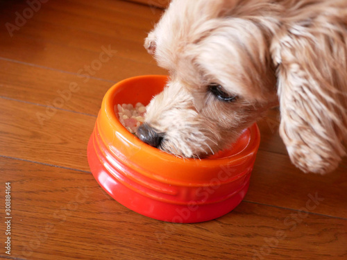 ドッグボウルに入った手作りの犬ごはんを食べる可愛い小型犬 マルプー Comprar Esta Foto De Stock Y Explorar Imagenes Similares En Adobe Stock Adobe Stock