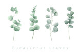 Fototapeta  - Watercolor isolated eucalyptus leaves in set of 4 branches.