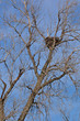 Bald Eagle nest high up in a cottonewood tree