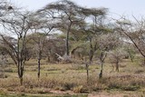 Fototapeta Sawanna - giraffe serengeti 