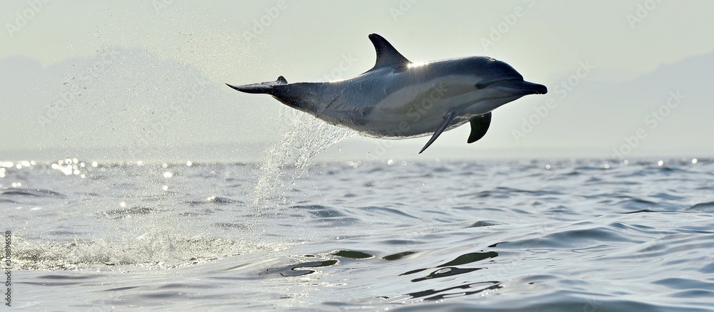 Dolphin, swimming in the ocean. Dolphin swim and jumping from the water. The Long-beaked common dolphin (scientific name: Delphinus capensis) in atlantic ocean. - obrazy, fototapety, plakaty 