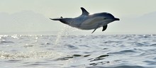 Dolphin, Swimming In The Ocean. Dolphin Swim And Jumping From The Water. The Long-beaked Common Dolphin (scientific Name: Delphinus Capensis) In Atlantic Ocean.