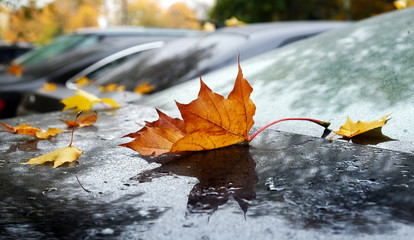 Poster - Maple leaf in autumn