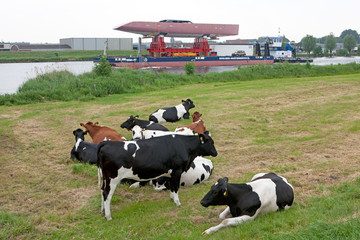 Cows. Transportation of a yacht hull n the river. Towing.  Shipyard. Shipbuilding. Superyacht. Yachting