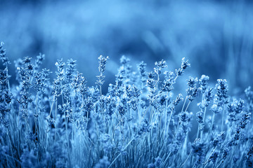 Color of year, 2020. Blooming lavender flowers on sunset, toned classic blue photo. Lavender flower field.