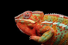 Colorful Chameleon Isolated On Black Background