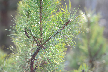 A branch of a pine tree. Natural pine tree branch isolated on forest background.