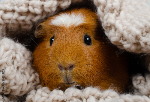 Cuadros en Lienzo Funny cute guinea pig hiding in a knitted woolen scarf