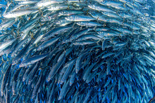 Sardine School Of Fish Underwater Close Up