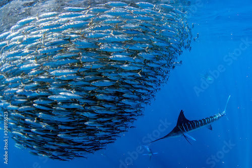 Fotografía Striped marlin and sea lion hunting in sardine bait ball in pacific ocean