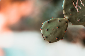 closeup of an isolated cactus branch with blurry background