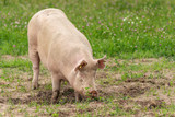 Fototapeta Zwierzęta - Large female pig rooting freely in the dirt in a summer field