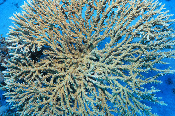 Wall Mural - Close up of round stony coral