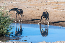 Two Angolan Giraffes - Giraffa Giraffa Angolensis- Standing Near A Waterhole In Etosha National Park. Giraffes Are The Most Vulnerable When Drinking.