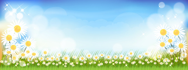 Wall Mural - Vector summer nature background with cute tiny daisy flowers and green grass fields. Spring background with abstract blurry bokeh light effect. Tamplate banner for Easter or Spring background