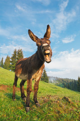 Picture of a funny donkey at sunset.