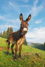 Picture Of A Funny Donkey At Sunset.