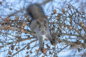 Wall Mural - Squirrel