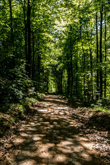 Fototapeta natura droga las słońce drzewa