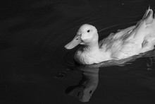 Portrait Of White Pekin Duck (also Known As Aylesbury Or Long Island Duck)