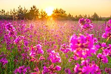 Spring Landscape With Blooming Purple Flowers On Meadow And Sunrise
