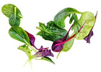 Wall Mural - Pile of Salad Leaves isolated on white background. Green  salad with arugula, lettuce, chard, spinach and beets leaf.