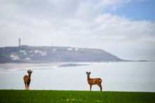 Group Of Deer On The Opal Coast In Northern France