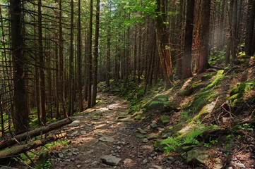 Fototapeta a path in a mountain coniferous dense forest.