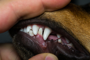 new teeth in 6 months old dog