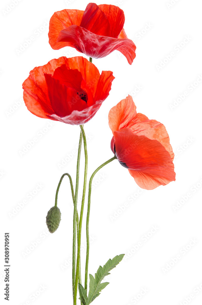 bouquet of red poppies isolated on white background. - obrazy, fototapety, plakaty 