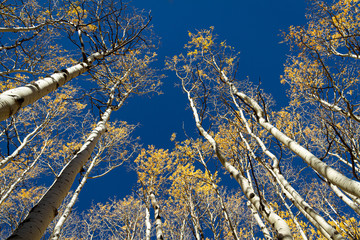 Wall Mural - Looking up through the golden leaves of aspen trees in the fall with a deep blue sky in the Coconino National Forest.