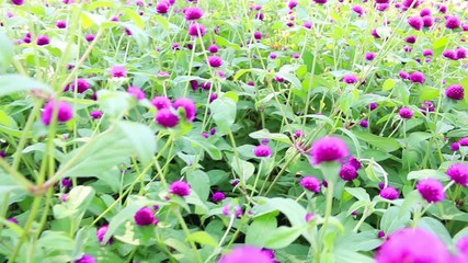 Wall Mural - Pink flower with green leaf in garden, camera moving on dolly