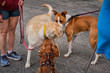 Dogs meeting each other on a walk in the park. Cavalier King Charles Spaniel, Labrador Retriever and friendly brown and white dog 