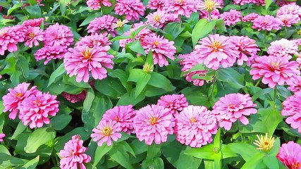 Wall Mural - Pink flower with green leaf in garden, camera moving on dolly