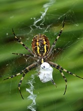 Macro Of Wasp Spider With Yellow And Brown Stripes