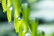 Closeup On Water Droplets On Fern Leaf Tip After Rain