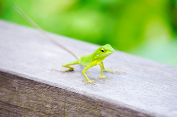 Wall Mural - green crested lizard in sepilok (sabah, borneo, malaysia)