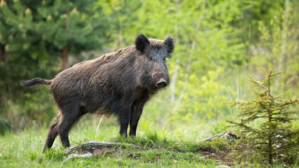 dominant wild boar, sus scrofa, displaying on a hill near little spruce tree. wild animal standing o