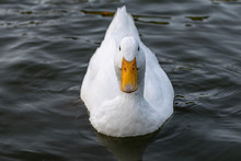 White Pekin Ducks (also Known As Aylesbury Or Long Island Ducks)