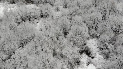 Wall Mural - 4k Aerial top down video of snow covered trees in suburban NJ.