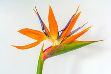 Bird Of Paradise Flower (Strelitzia Reginae)