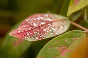 Sticker - red leaf with drops of water